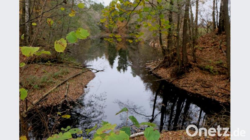 Seine Kindheitserinnerungen über den idyllischen Hardter-Hügel-Weiher auf der Anhöhe des Hardter Hügels schilderte im dritten Bildband Sagenhaftes Floß und Neues vom Plankenhammer der Austragsbauer Ernst Münchmeier aus Hardt. Die Weiheranlage gehört heute Sabine und Norbert Meierhöfer aus Schönbrunn. Bild: le