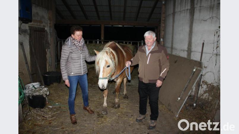 Die Landwirte Dora und Hubert Schecklmann haben in Unterbibrach ein Haflinger-Gestüt. Leitstute Monique war nur mäßig vom mutmaßlichen Wolfbesuch beeindruckt. Bild: edo