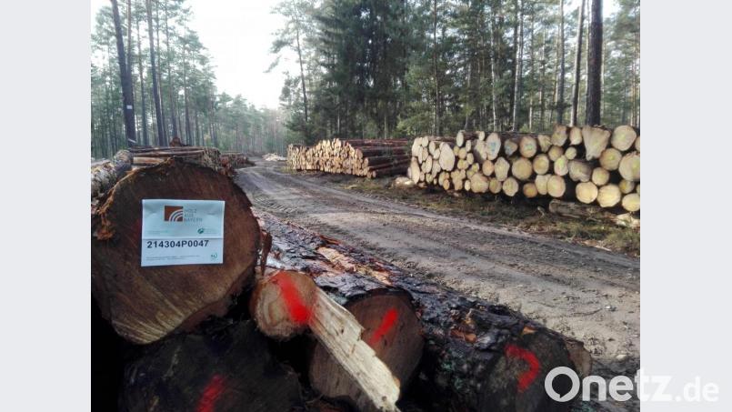 In der Waldabteilung &quot;Mördergrube&quot; zwischen Etzenricht und Kohlberg warten Tausende Kubikmeter Kiefernholz auf ihren Abtransport. Bild: Hladik