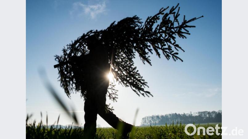 Christbaum-Anbauer schätzen an der aus dem Kaukasus stammenden Nordmanntanne eine besondere Eigenschaft: ihre Formstabilität. „Die Nordmanntanne ist einfach zu kultivieren und verzeiht fast alles“, sagt Thomas Emslander. Bild: Patrick Pleul/dpa