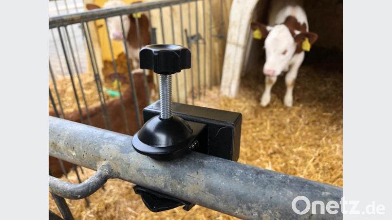 Der Sensor hat das Kalb stets &quot;im Auge&quot;. Bild: Futuro Farming GmbH