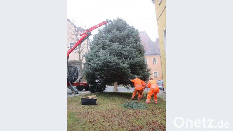 Der Christbaum steht auf dem Marktplatz. Bild: Josef Glas