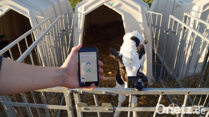 Der von der Futuro Farming GmbH entwickelte Sensor überwacht die Bewegungen des Kalbs und warnt den Landwirt bei einem auffälligen Verhalten des Tiers per App. Bild: Futuro Farming GmbH