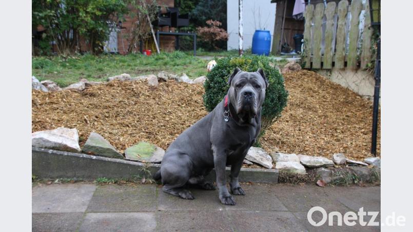"Der Deff ist ein ganz lieber", versichert sein Herrchen Paul Boni. Dennoch kostet der Cane Corso 700 Euro Hundesteuer im Jahr. Nicht alle Stadträte halten den 20-fachen Satz für verhältnismäßig. Bild: sne