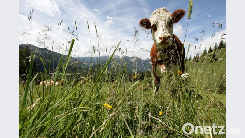 Eine Kuh wurde nach wochenlanger Flucht erschossen. Bild: Peter Kneffel/dpa
