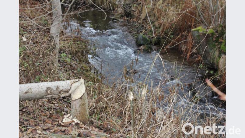 Einige Bäume hat der Biber schon umgelegt. Bild: kro