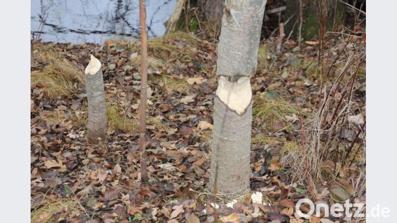 Am Rande des ehemaligen Therapiepfades in Maiersreuth ist der Biber unterwegs. Bild: kro