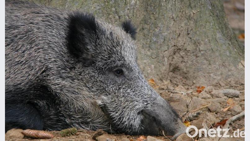 Ein Wildschwein hat den Aufprall mit einem Auto nicht überlebt. Symbolbild: pop