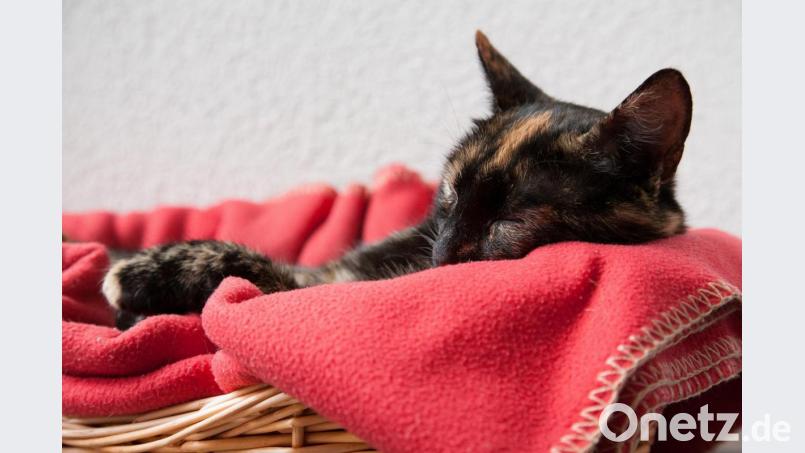 Am liebsten warm oder mit Ausblick: Das kennzeichnet die Lieblingsplätze von Katzen. Bild: Kai Remmers/dpa