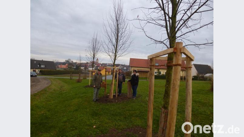 Auf der Insel am Galgenbühl setzen Imker sechs Linden zur Verbesserung des Nahrungsangebots für Bienen und andere Insekten. Bild: bk