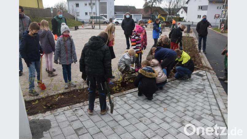 Mit Begeisterung arbeiten die Viertklässer an der Pflanzung der Grünhecke. Bürgermeister Markus Ziegler und Ortsplaner Hubert Liebl (hinten stehend von rechts) freuen sich über den großen Eifer der Kinder. Bild: fz
