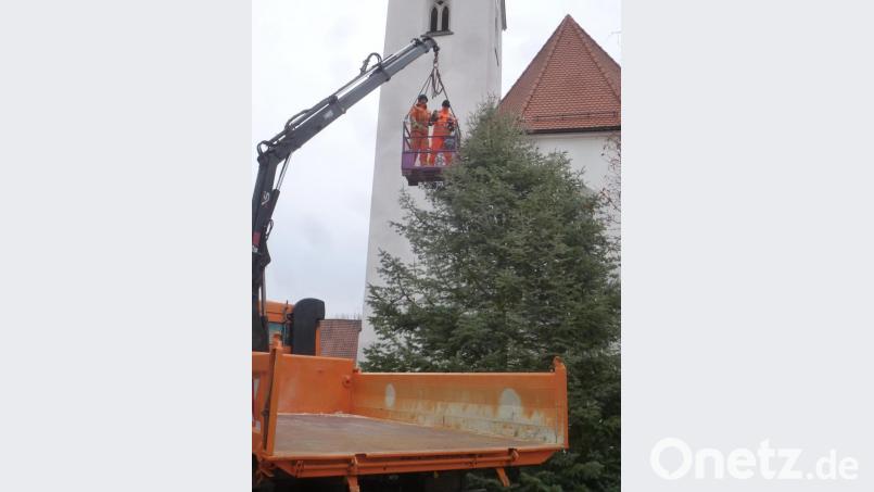 Da steht er, der Christbaum in Schwarzhofen. Ingrid Holzgartner aus Nabburg hat ihn heuer zur Verfügung gestellt. Bild: mad