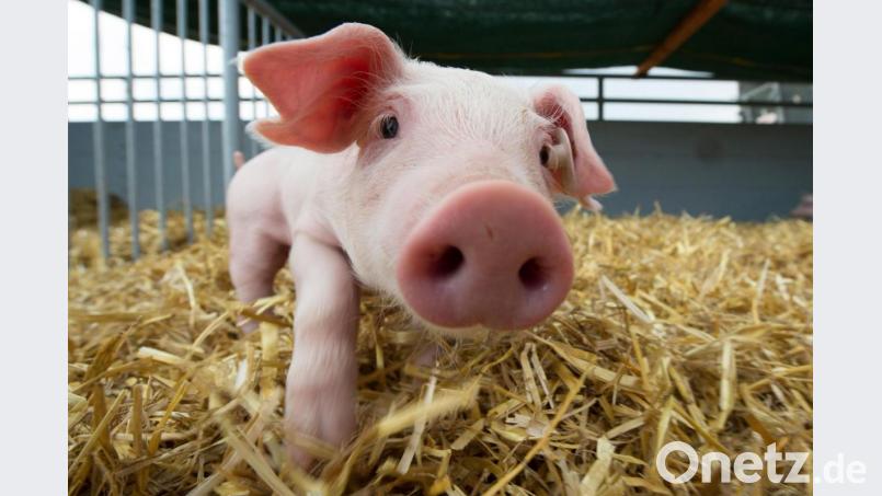 Ferkel wie auf dem Bild sind das Geschäft von Franz Baierl. Der Landwirt aus der Nähe von Wernberg-Köblitz wehrt sich gegen die Vorurteile, die aus der Gesellschaft kommen. Symbolbild: Sebastian Kahnert