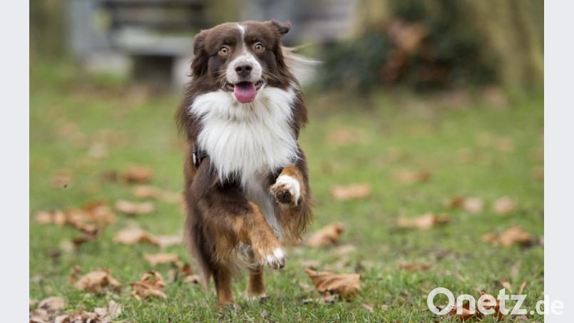 Der "beste Freund des Menschen" kommt in Pfreimd etwas teurer: Der Stadtrat hat die Sätze der Hundesteuer angehoben. Symbolbild: Daniel Naupold/dpa