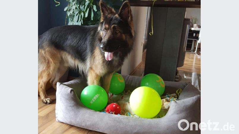 Quietschfidel und gut drauf. So kennen die Besitzer ihren Ben. Der altdeutsche Schäferhund wäre am Sonntag beinahe einer Giftköder-Falle in Teunz zum Opfer gefallen. Bild: Tobias Forster/exb