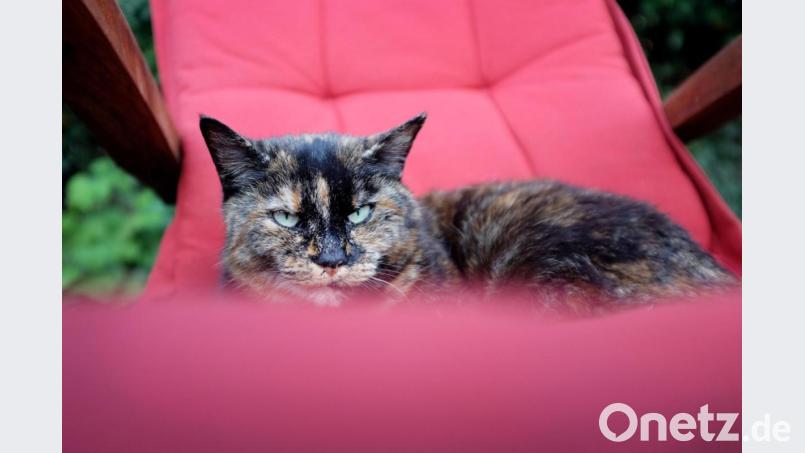 Bei einer Katze aus Frankfurt ist eine Infektionen mit dem Coronavirus nachgewiesen worden. Bild: Martin Gerten