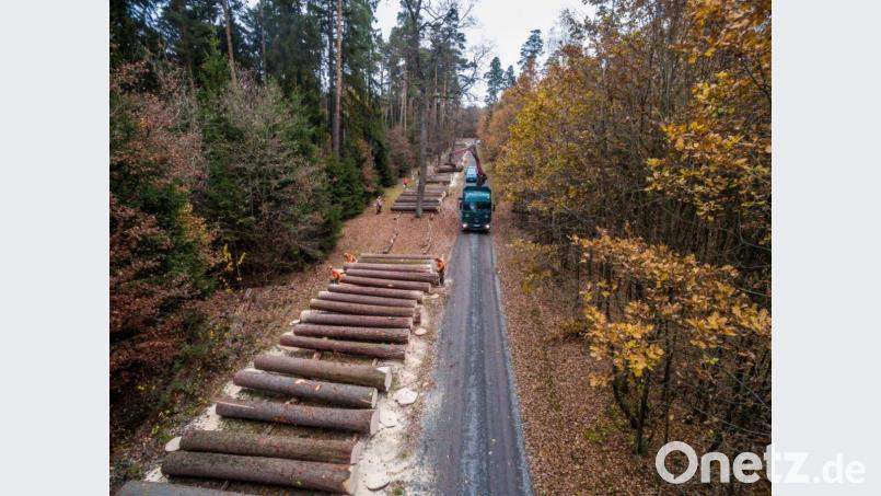 Wertvolle Fichten-, Douglasien und Lärchenstämme aus dem Fichtelgebirge am Wertholzlagerplatz der Bayerischen Staatsforsten bei Himmelkron. Bild: Martin Hertel/exb