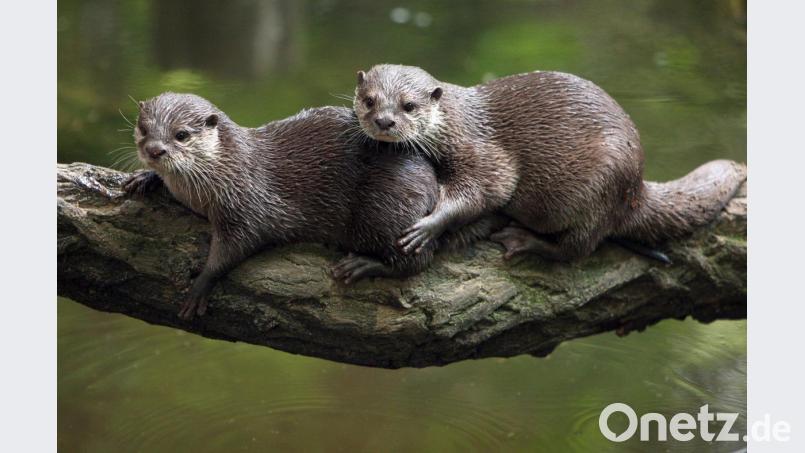 Umstrittene Otter: Während sie die einen beschützen wollen, ärgern sich besonders Teichwirte über die räuberischen Attacken der Fischotter. Bild: Patrick Pleul/dpa