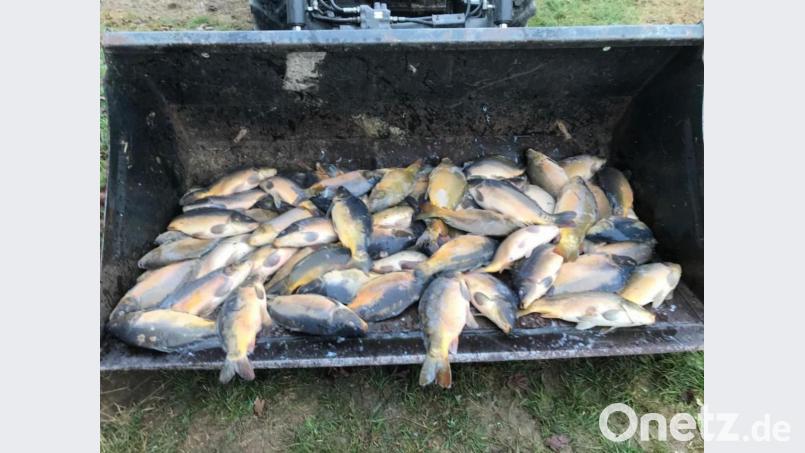 Die Karpfen konnten nur noch tot aus der Grube in Windischeschenbach gefischt werden. Bild: exb/Polizei