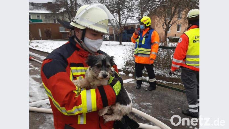 Diesen kleinen Hund konnte die Feuerwehr beim Zimmerbrand in Ranna in Sicherheit bringen. Bild: Roland Löb
