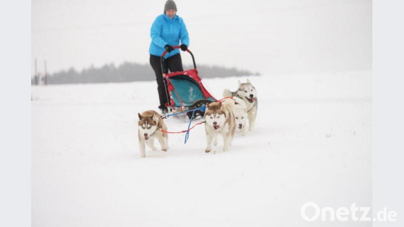 "Viel Bewegung“ steht für die fünf Huskys von Andrea Weinsteiger ganz oben auf der Tagesordnung. Eine geschlossene Schneedecke ist für eine Ausfahrt zwar ideal, aber eher die Ausnahme. Bild: A. Weinsteiger
