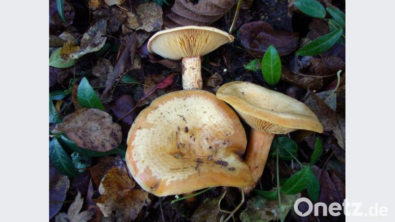 Schaut aus wie ein normaler Kiefern-Blutreizker. Aber wo sind die Kiefern? Pilzberater Norbert Griesbacher hat den Widerspruch bemerkt und nachgeforscht. Bild: Norbert Griesbacher