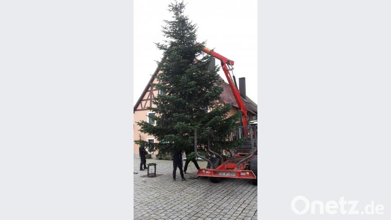Der Christbaum in der Falkenberger Ortsmitte wurde vom Oberpfälzer Waldverein aufgestellt. An der Aktion beteiligten sich fünf Vereinsmitglieder. Bild: Oberpfälzer Waldverein/exb