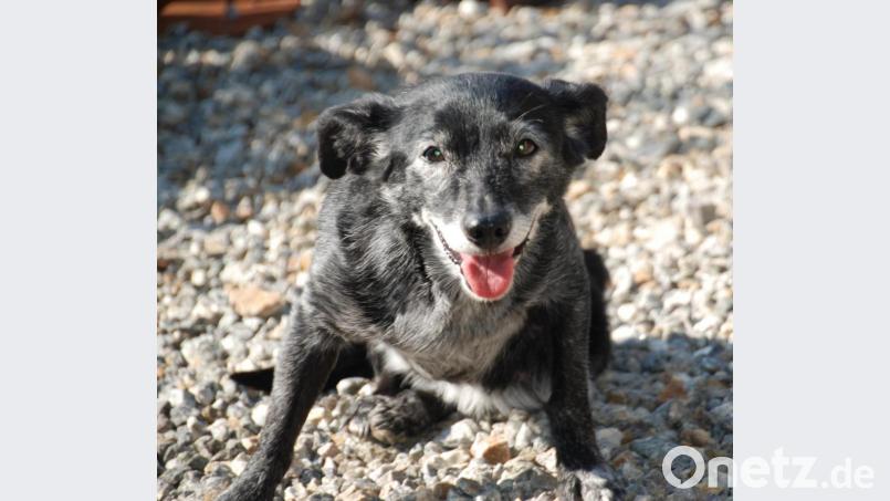 Wenn „Fluffy“ sein Herrchen mit treuen Augen begrüßt, denkt niemand an die Höhe der Hundesteuer. Diese steigt mit der neuen Satzung ab Januar an. Die 50-prozentige Ermäßigung in den Dörfern fällt weg. Bild: Portner