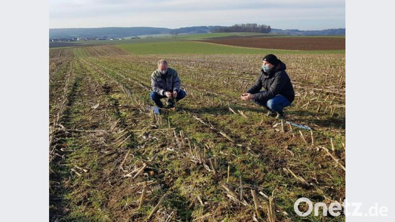 Landwirt Georg Bocka (links) und Martin Schreyer vom AELF Weiden inspizieren das Demofeld des Landwirts und die Untersaat. Bild: fvo