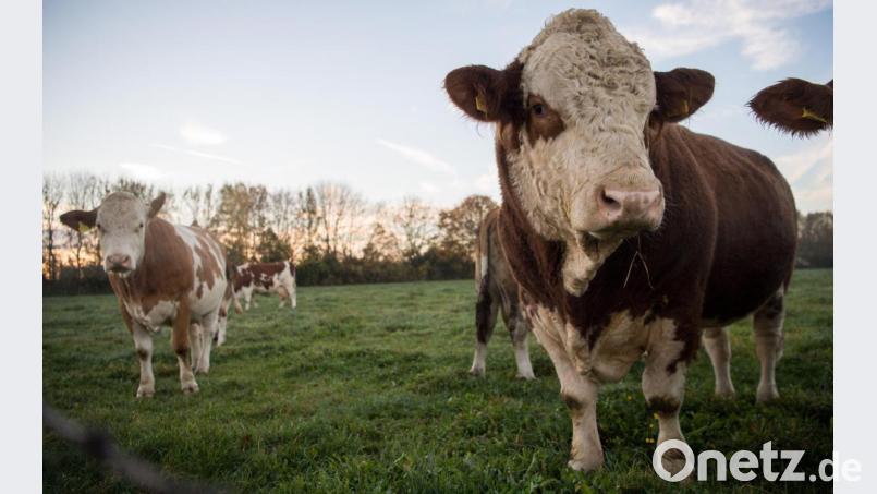 In der Gemeinde Freudenberg möchte ein Landwirt seinen Betrieb erweitern. Bild: Sebastian Gollnow/dpa