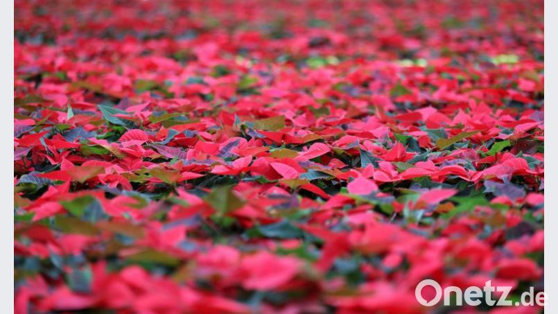 Weihnachtssterne ohne Ende –die wenigsten überleben Weihnachten. Archivbild: Bernd Wüstneck