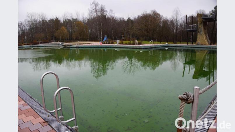 Naturerlebnisbad Immenreuth: Dünne Eisflächen schwimmen schon auf der Wasseroberfläche. Die Eisbären beim Neujahrsschwimmen würden sie nicht abschrecken. Im Gegenteil. Ihren unentgeltlichen Dienst leisten bereits wieder bis zum Frühjahr Graskarpfen im Becken. Bild: bkr