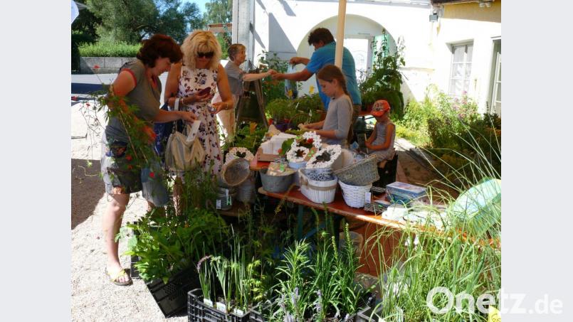 Im Naturerlebnisgarten war es im vergangen Sommer als in früheren Jahren. Doch jetzt blicken die Verantwortlichen der Umweltstation des Klosters zuversichtlich in die Zukunft. Archivbild: kgg