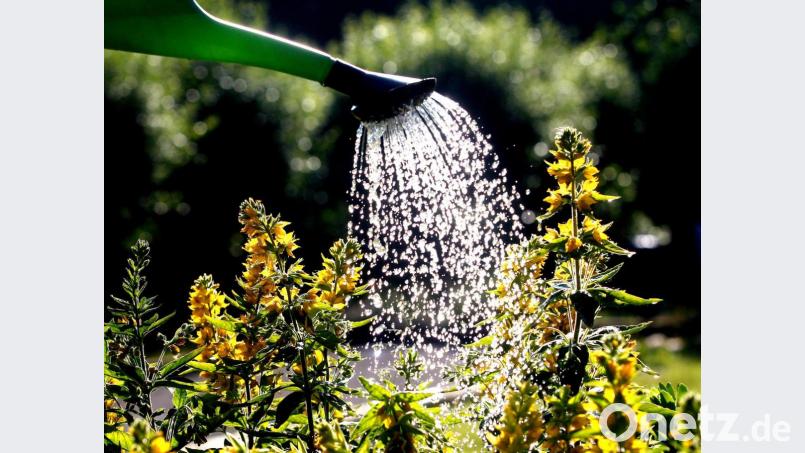 Auch ohne dramatische Wasserknappheit wie in Teilen Niedersachsens plädieren die Wasserversorger für einen sparsamen Umgang mit Trinkwasser. Das Motto: Rasenbewässerung nein, Gemüsegarten gießen ja. Bild: Roland Weihrauch / dpa