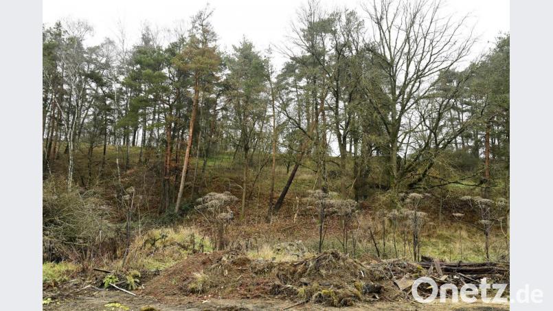 Baumbestand auf dem Gelände der früheren Deponie. Bild: Petra Hartl