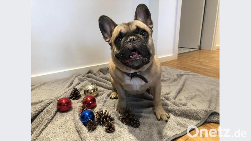 Ob Weihnachten, Geburtstag oder einfach so: Tiere freuen sich über Geschenke und da ist es egal zu welchem Anlass. Dabei sollte jedoch vor allem auf die Interessen und Vorlieben des Tieres und nicht die des Menschen geachtet werden. Bild: bal
