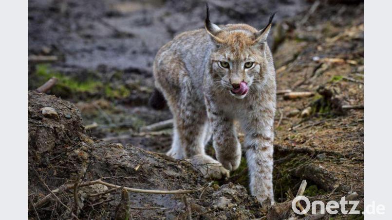 Für Ekkehard Schwärzer, Vorsitzender der Jägerschaft Fichtelgebirge, ein Skandal: Ein Jäger schoss im Oktober auf dem Schneeberg einen Luchs. Symbolbild: Florian Miedl