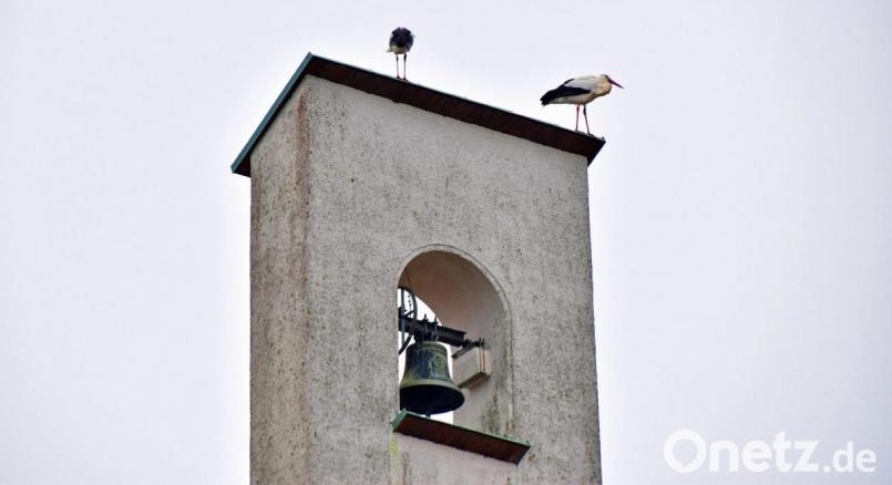 Zwei Weißstörche bei ihrer Rast auf dem Dach der Christuskirche in Sulzbach-Rosenberg. Bild: Andreas Royer