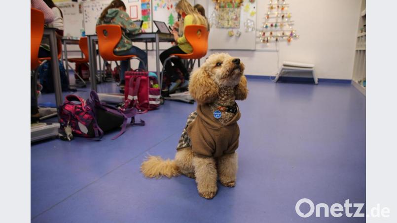 Winnie ist der Superstar in der Klasse 3b. Stolz trägt er seine Marke &quot;Schulhund&quot;. Bild: sne