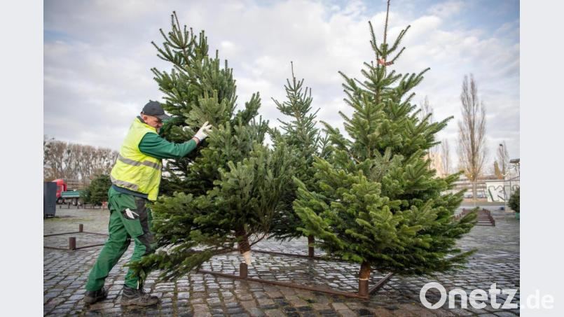 Beim Christbaum-Kauf sollten die Kunden nicht nur auf den schönen Wuchs achten, rät die Bund-Naturschutz-Kreisgruppe Schwandorf und empfiehlt Bio-Qualität oder zumindest regionale Anbieter. Bild: Sina Schuldt/dpa
