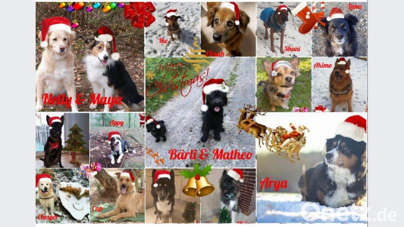 Die Begleithunde senden flauschige Weihnachtsgrüße. Bild: Begleithundeverein