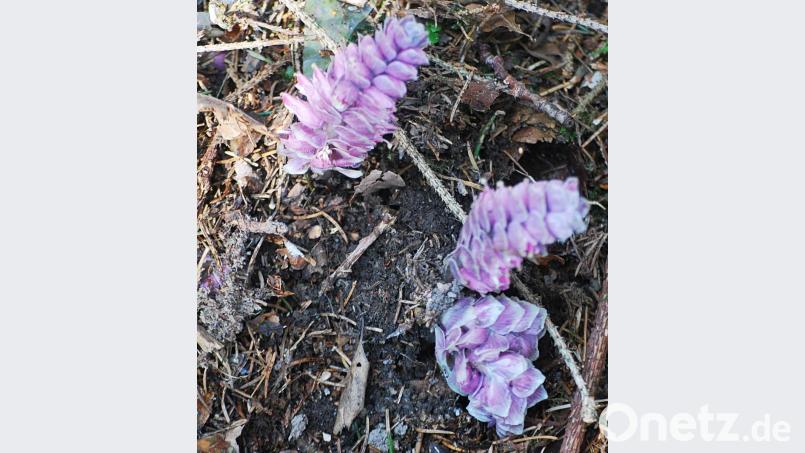 Den "Schuppenwurz" fand Oliver Ulbrich auf seinem Weg durchs Gregnitztal Bild: Oliver Ulbrich