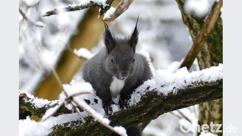 Ein Kandidat für interessante Spuren: Ein Eichhörnchen im Schnee. Bild: LBV-Flickr/Friedrich Hartl/exb