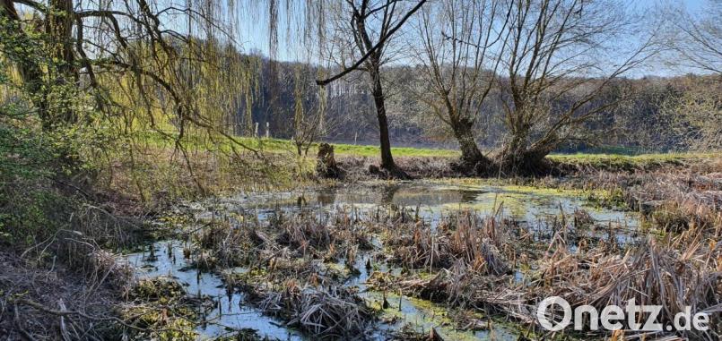 Ein Hüllweiher im Gemeindegebiet Ursensollen Bild: Christopher Trepesch/exb