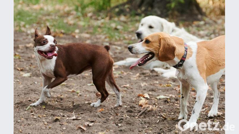 Hunde gehören zu den beliebtesten Haustieren der Deutschen. Doch über Weihnachten vermitteln die Tierheime lieber keinen der Vierbeiner. Bild: Annette Riedl/dpa
