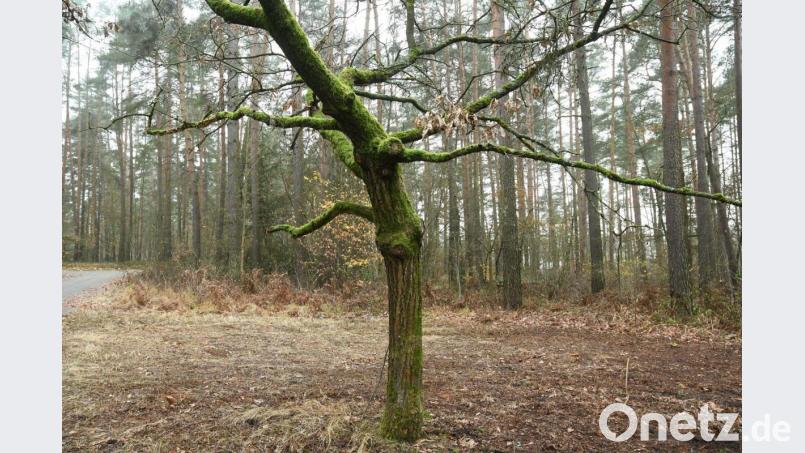 Auf dieser Fläche im Waldfriedhof und weiteren, die noch vorbereitet werden, sollen in Zukunft anonyme, halbanonyme oder auch persönliche Naturbestattungen möglich sein. Über die Nutzungsgebühren dafür entscheidet der Stadtrat in der nächsten Sitzung. Bild: Gabi Schönberger