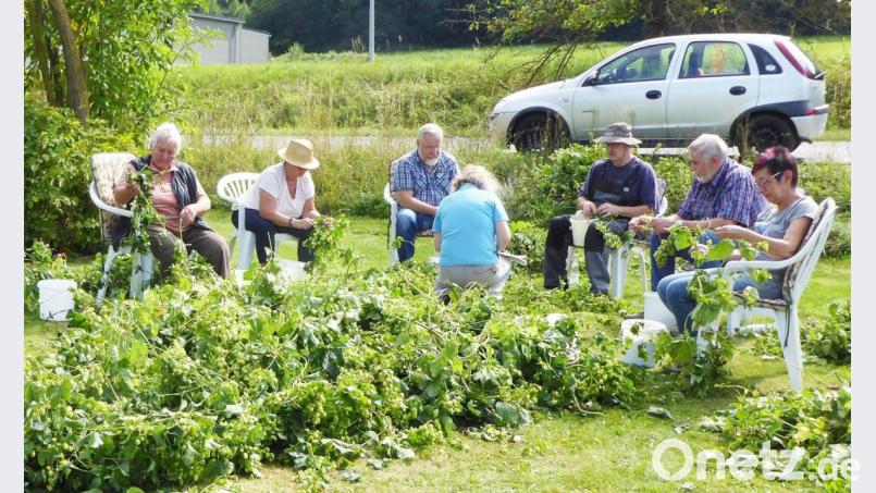 Der Höhepunkt eines jeden Jahren ist beim Illschwanger Gartenbauverein die Hopfenernte. Hier erklärt die Ehrenvorsitzende Frieda Dehling (links) den Gästen die Kunst des Zupfens. Bild: no