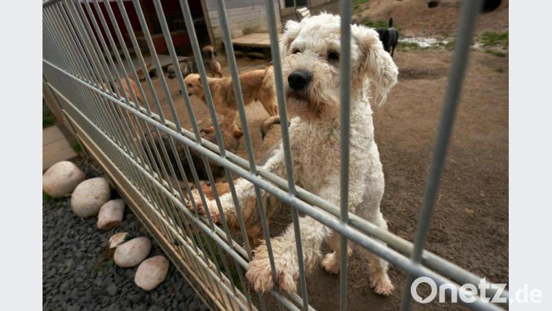 Tierschützer warnen vor einem Welpen-Kauf im Internet und weisen auf Tierheime und seriöse Züchter hin. Foto: Thomas Frey/dpa/Archiv Bild: Thomas Frey