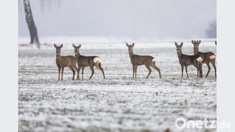 Symbolbild: Rehe auf einem Feld. Symbolbild: Thomas Warnack