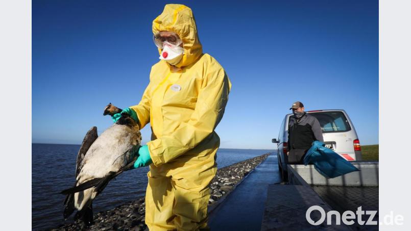 Tausende Gänse, Enten und andere Vögel sind im November tot an der Westküste Schleswig-Holsteins aufgefunden worden. Auch in Passau wurde die Geflügelpest schon nachgewiesen. Beim Schwandorfer Veterinäramt befürchtet man, dass das Virus bald den Landkreis erreichen könnte. Archivbild: Christian Charisius/dpa